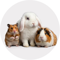Small Animals